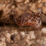 Ragno sputatore (Scytodes thoracica)